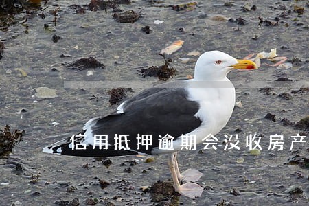信用抵押逾期会没收房产吗 信用抵押逾期会没收房产吗