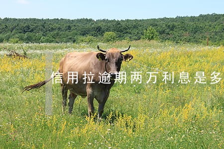 信用拉逾期两万利息是多少 信用拉逾期两万利息是多少