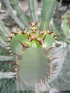 信用星球我只还本金 信用星球我只还本金