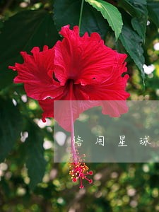信用星球逾期一天还可以取现吗 信用星球逾期一天还可以取现吗