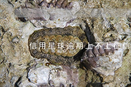 信用星球逾期上不上征信 信用星球逾期上不上征信