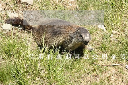信用有逾期可以公积金贷款吗 信用有逾期可以公积金贷款吗