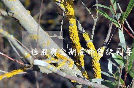 信用有逾期在哪贷款买车 信用有逾期在哪贷款买车