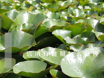 信用有逾期怎么处理