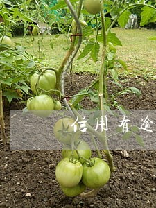 信用有逾期怎么贷款 信用有逾期怎么贷款