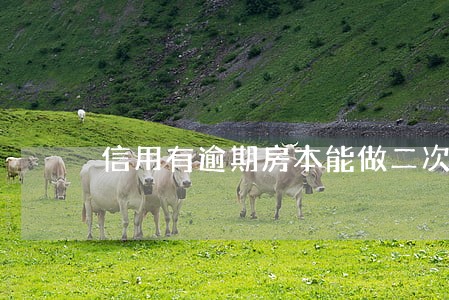 信用有逾期房本能做二次抵押吗 信用有逾期房本能做二次抵押吗
