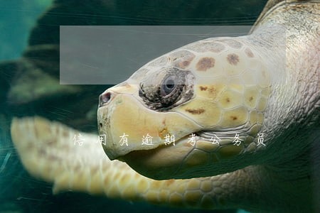 信用有逾期考公务员