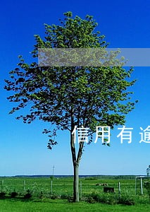 信用有逾期能买车吗