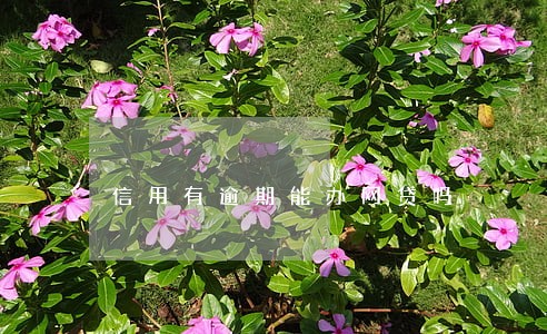 信用有逾期能办网贷吗 信用有逾期能办网贷吗