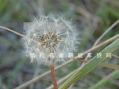 信用有逾期能车贷吗 信用有逾期能车贷吗