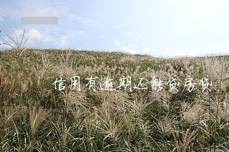 信用有逾期还能贷房贷 信用有逾期还能贷房贷