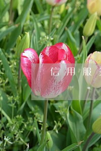 信用服务逾期后守约是什么意思 信用服务逾期后守约是什么意思