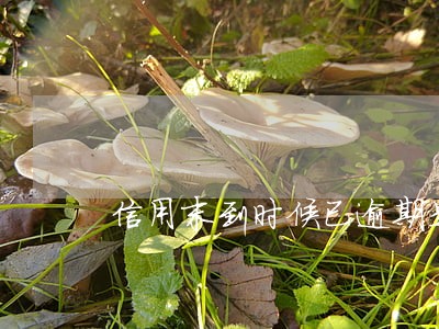 信用末到时候已逾期是什么意思