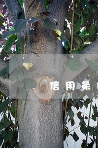 信用条例简报