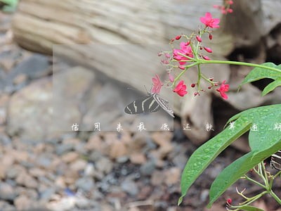 信用来最低还款算逾期吗 信用来最低还款算逾期吗