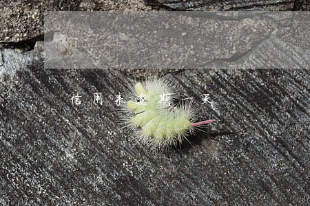 信用来逾期一天