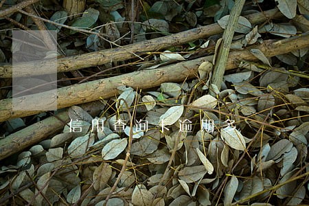 信用查询卡逾期多 信用查询卡逾期多