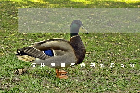 信用查询有逾期过怎么办 信用查询有逾期过怎么办