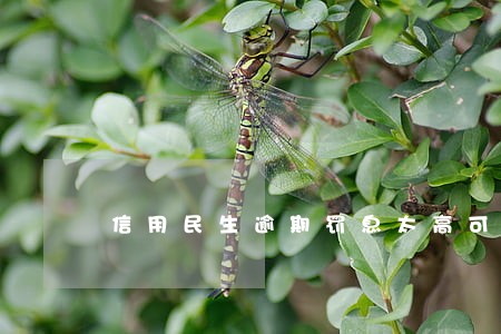 信用民生逾期罚息太高可以不还吗