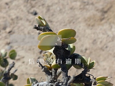 信用没有逾期 信用没有逾期