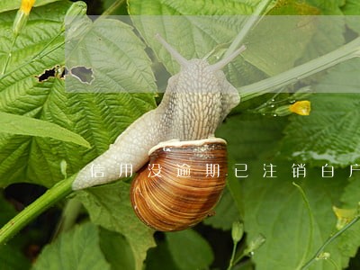 信用没逾期已注销白户征信怎么看 信用没逾期已注销白户征信怎么看