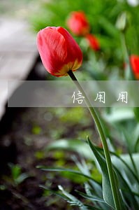 信用用卡账单分期后逾期了 信用用卡账单分期后逾期了