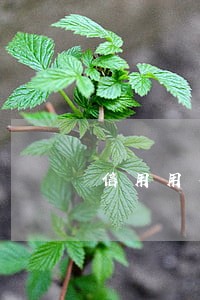信用用有逾期能贷款买车吗 信用用有逾期能贷款买车吗