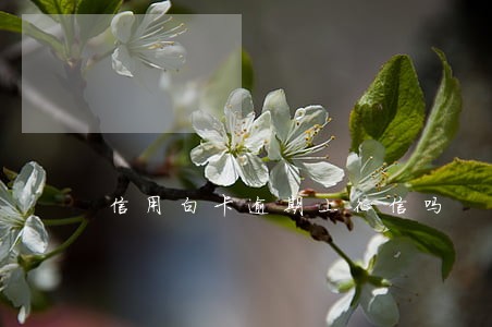 信用白卡逾期上征信吗 信用白卡逾期上征信吗