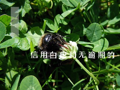 信用白户和无逾期的
