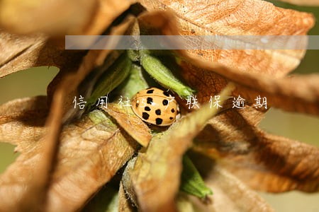 信用社5户联保逾期 信用社5户联保逾期