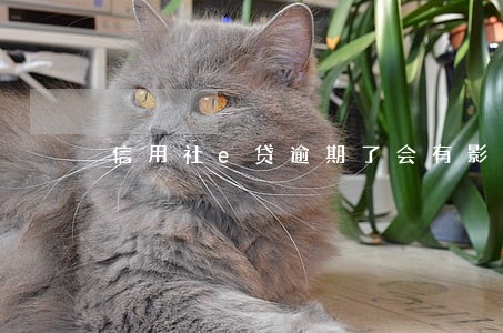 信用社e贷逾期了会有影响吗 信用社e贷逾期了会有影响吗