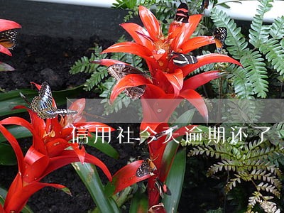信用社今天逾期还了 信用社今天逾期还了