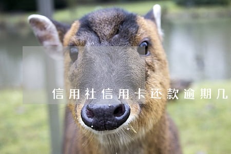信用社信用卡还款逾期几天 信用社信用卡还款逾期几天