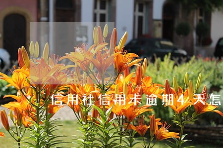 信用社信用卡逾期4天怎么办 信用社信用卡逾期4天怎么办