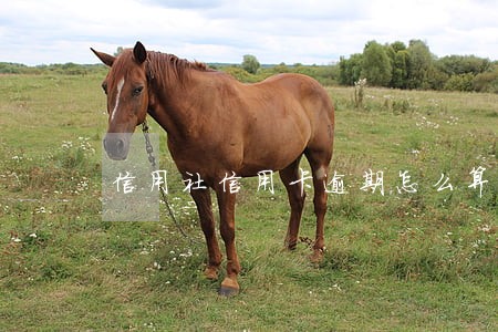 信用社信用卡逾期怎么算 信用社信用卡逾期怎么算