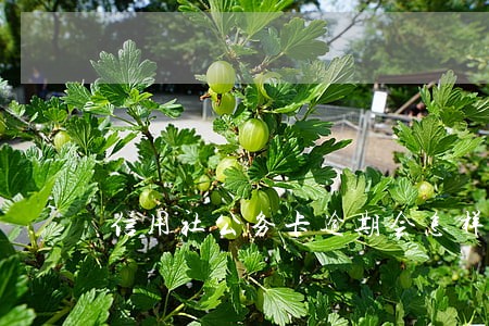 信用社公务卡逾期会怎样 信用社公务卡逾期会怎样