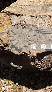 信用社利息逾期就要还全款
