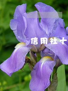 信用社十万逾期半年 信用社十万逾期半年