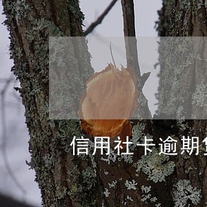 信用社卡逾期贷不了款怎么办 信用社卡逾期贷不了款怎么办