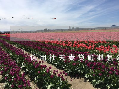 信用社夫妻贷逾期怎么办