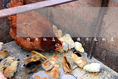 信用社怎么申请只还利息不还本金 信用社怎么申请只还利息不还本金