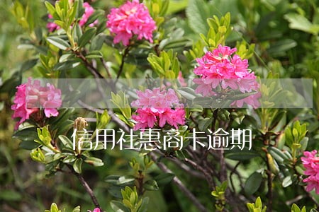 信用社惠商卡逾期