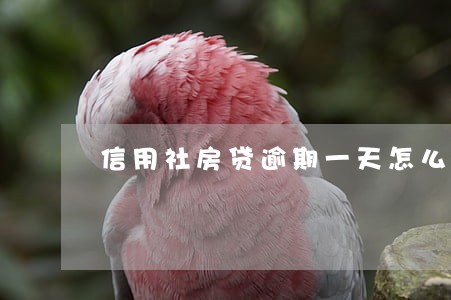 信用社房贷逾期一天怎么办 信用社房贷逾期一天怎么办