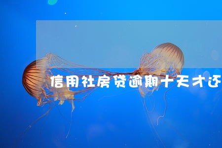 信用社房贷逾期十天才还款 信用社房贷逾期十天才还款