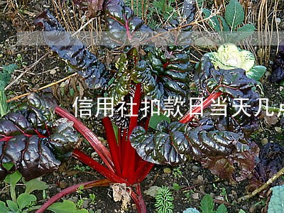 信用社扣款日当天几点算逾期 信用社扣款日当天几点算逾期