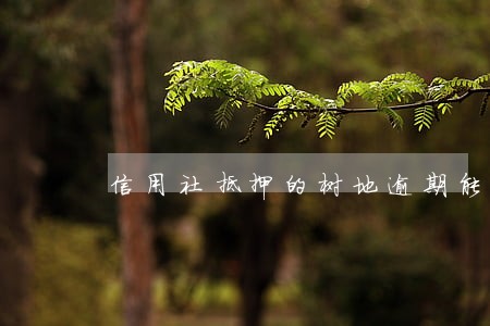 信用社抵押的树地逾期能买吗 信用社抵押的树地逾期能买吗