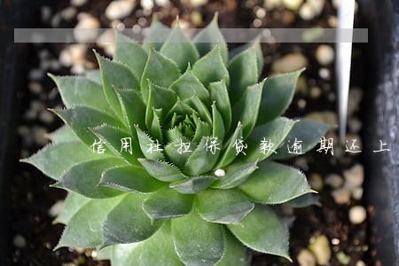 信用社担保贷款逾期还上 信用社担保贷款逾期还上