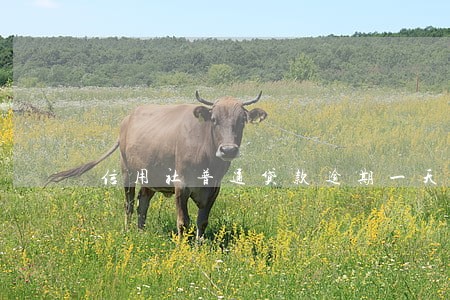 信用社普通贷款逾期一天 信用社普通贷款逾期一天