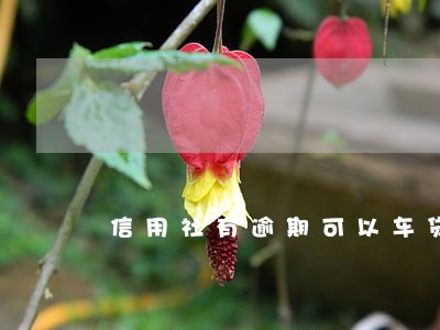 信用社有逾期可以车贷吗 信用社有逾期可以车贷吗
