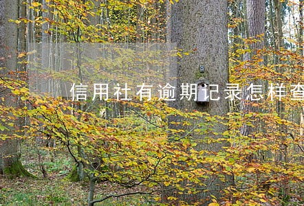 信用社有逾期记录怎样查询